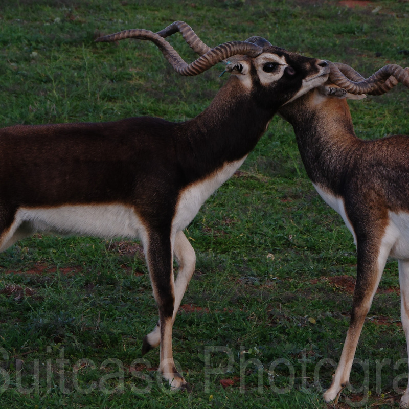 Black Buck, Monarto Safari Resort, South Australia
