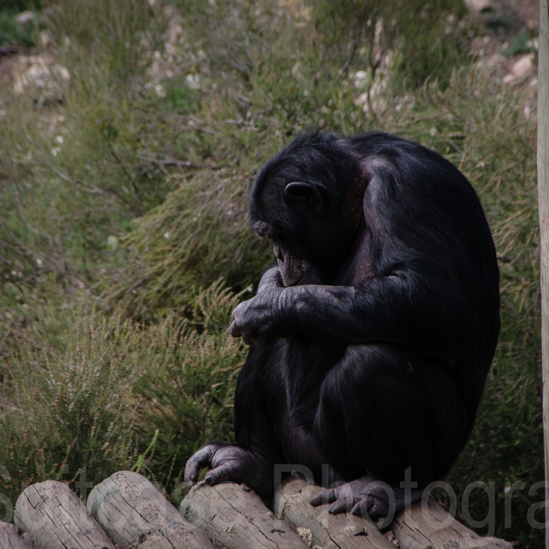 Chimpanzee, Monarto Zoo, South Australia