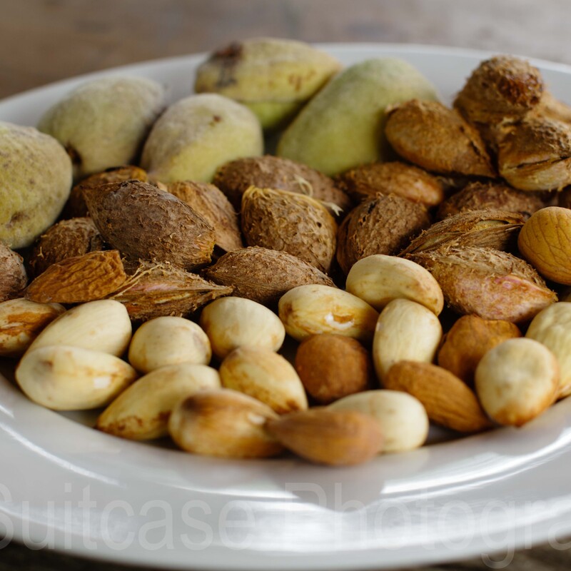 Stages of almonds - hull, shell, kernel