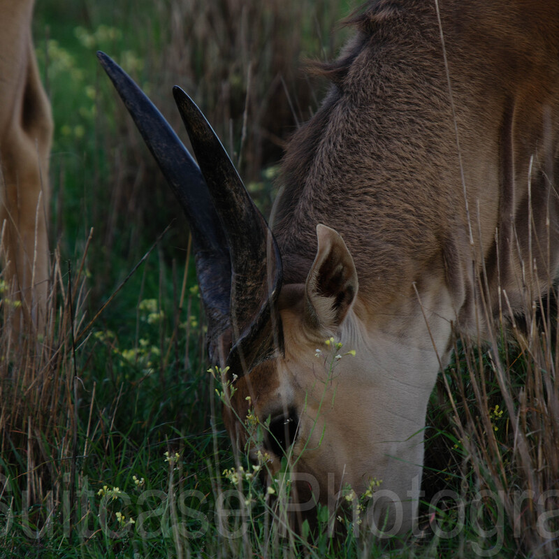 Elan, Monarto Safari Resort, South Australia