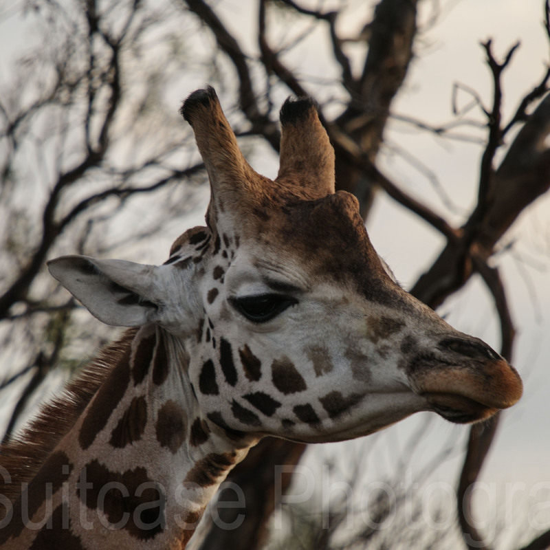 Giraffe, Monarto Safari Resort, South Australia