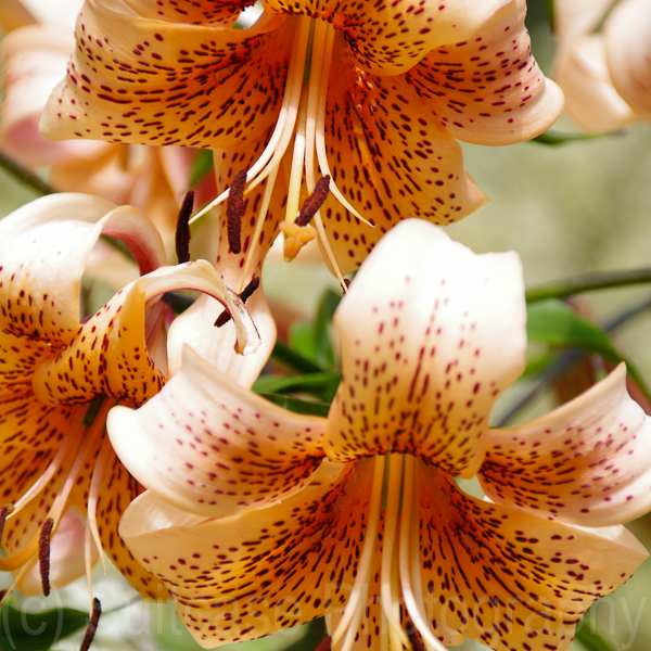 Lillium