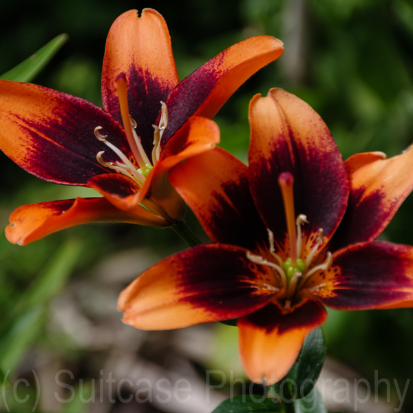 Lillium