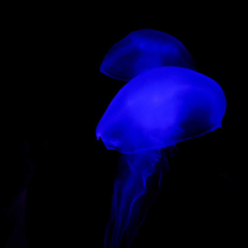 Jamala Wildlife Lodge, Canberra, Australia