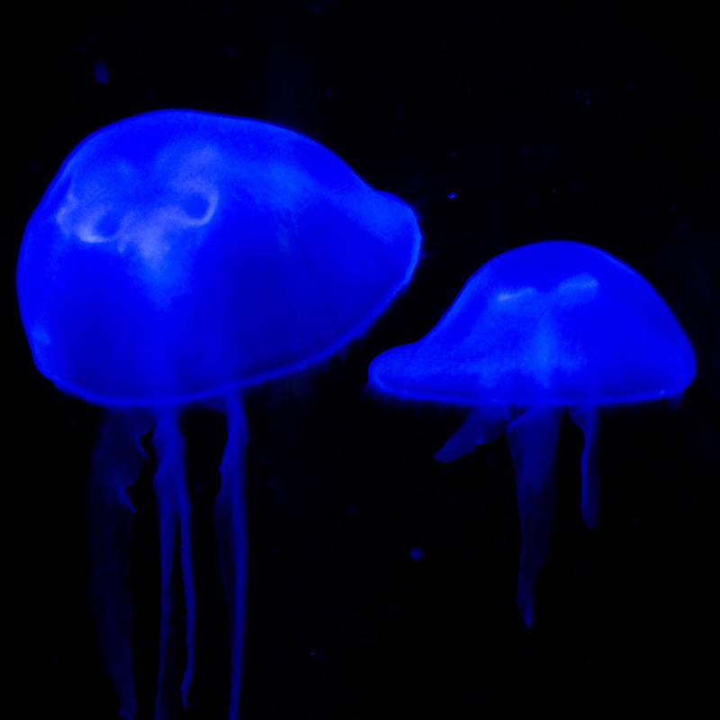 Jamala Wildlife Lodge, Canberra